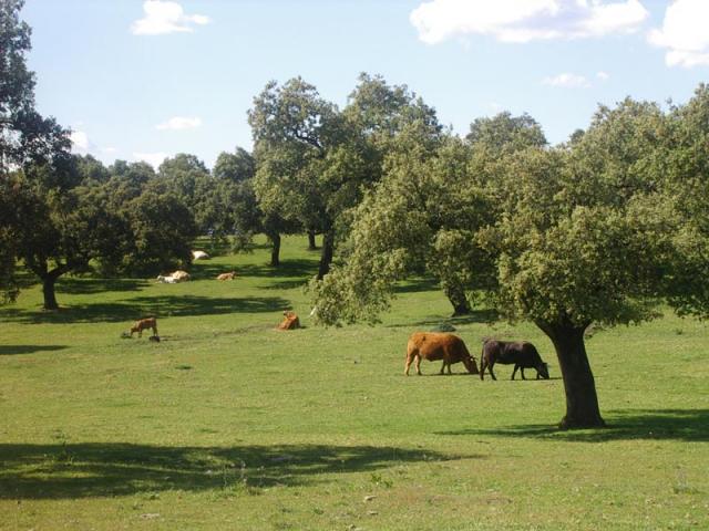 vacas-en-la-dehesa