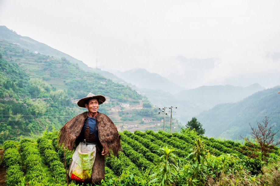 cúal es el origen del té