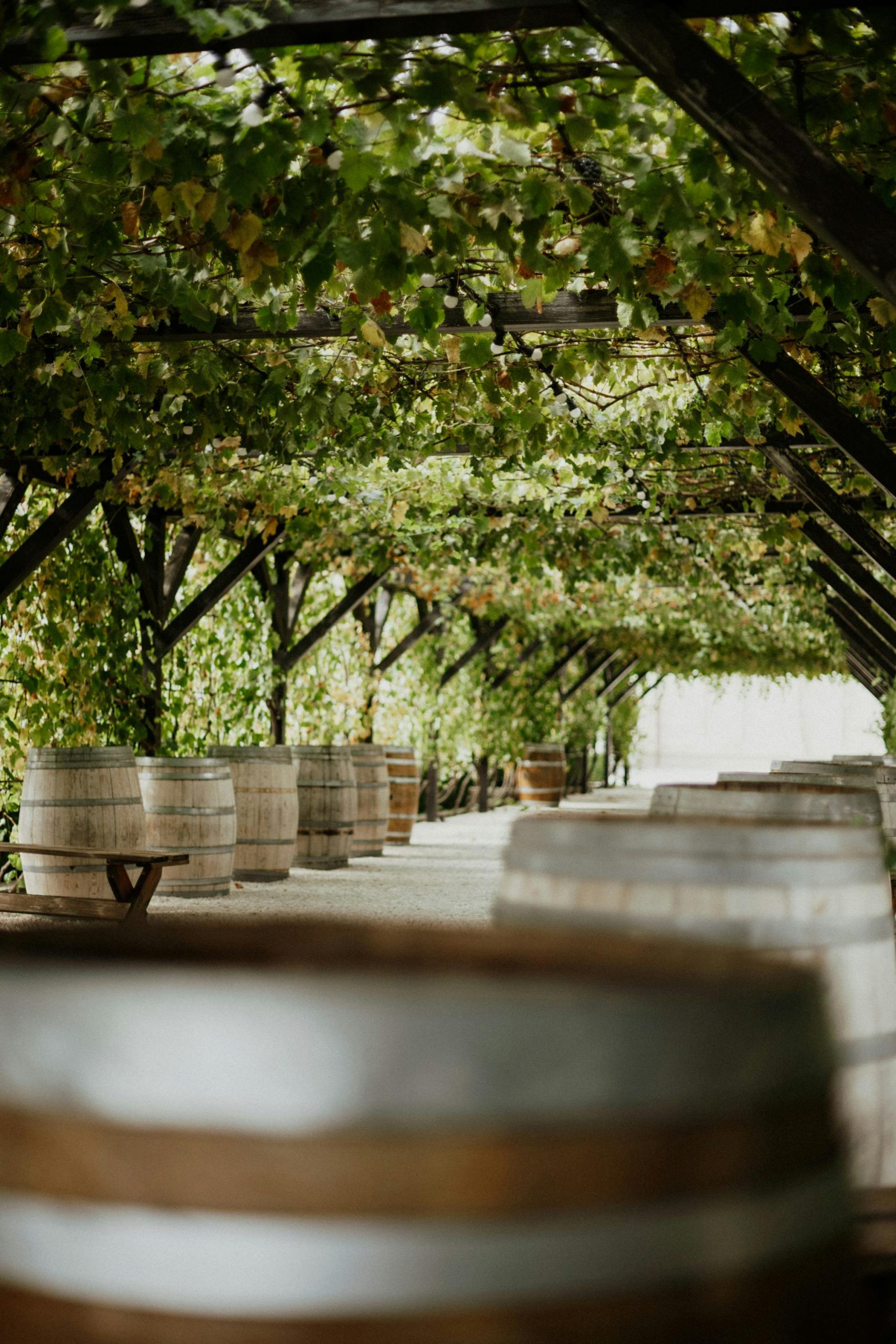 Las bodegas más antiguas españolas: cultura vinícola española